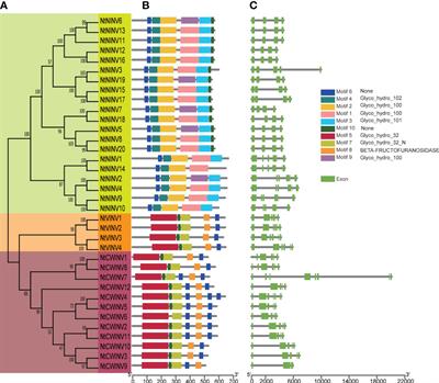 Genome-wide identification and analysis of the invertase gene family in tobacco (Nicotiana tabacum) reveals NtNINV10 participating the sugar metabolism